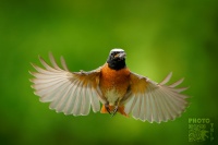 Rehek zahradni - Phoenicurus phoenicurus - Common Redstart s7587